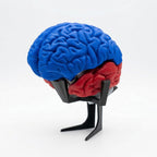 Magnetic 3D-Printed Brain Anatomical Model