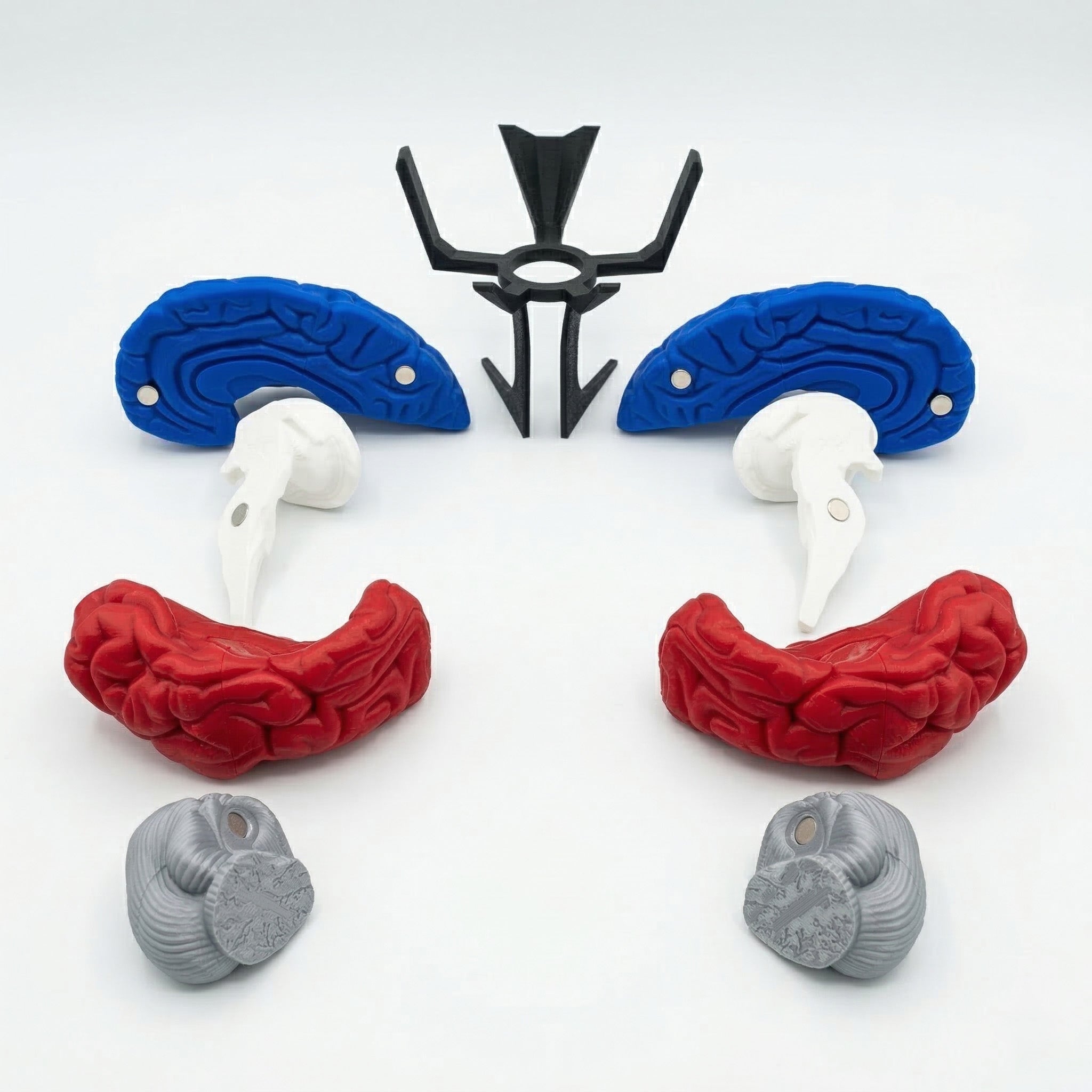 Magnetic 3D-Printed Brain Anatomical Model