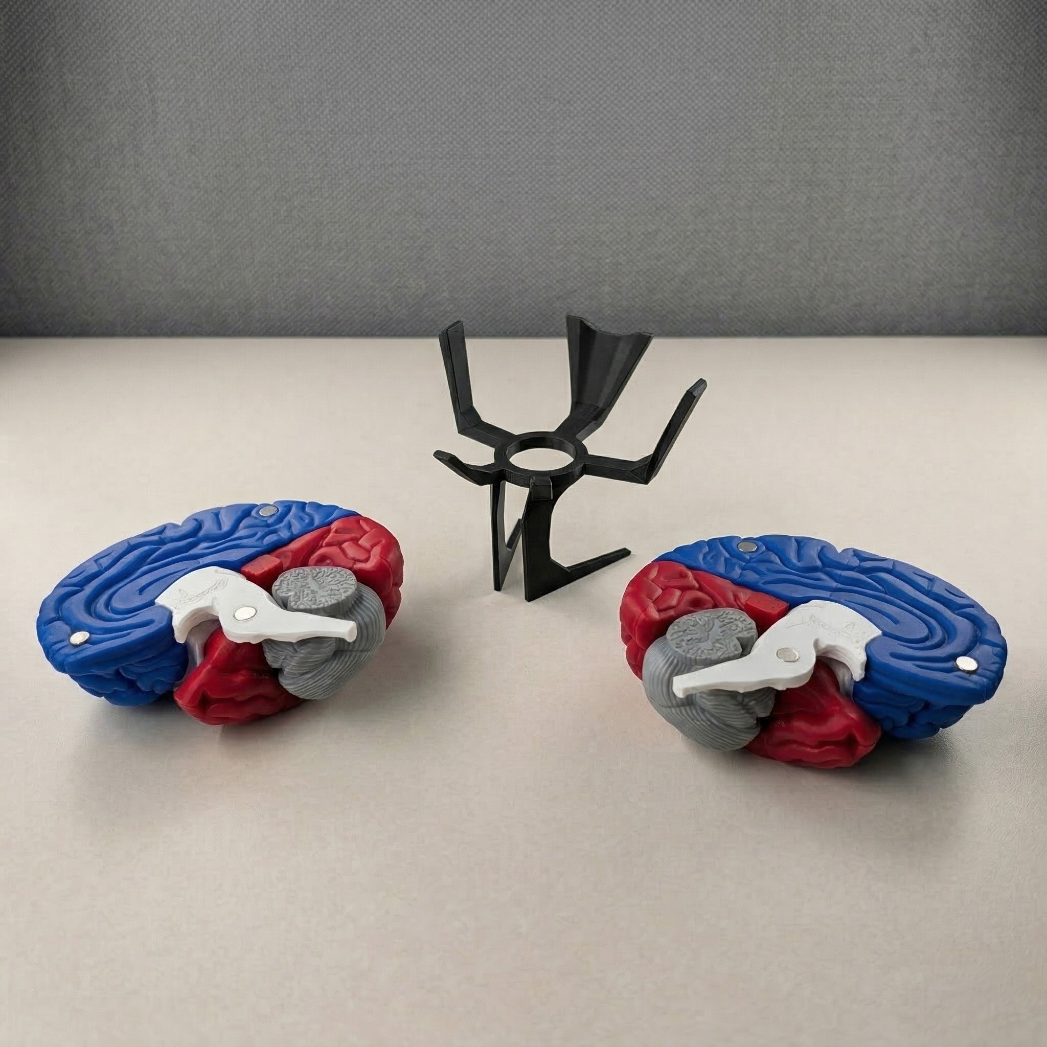 Magnetic 3D-Printed Brain Anatomical Model